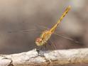 J19_3641 Diplacodes bipunctata imm male